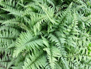 Full frame shot of palm tree leaves