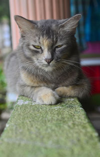 Close-up of cat sitting outdoors