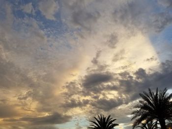 Low angle view of palm trees against cloudy sky