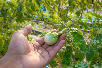 Close-up of hand holding plant