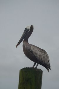 Bird perching on wall