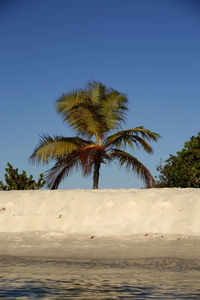 Palm tree growing at beach against clear sky