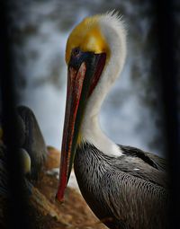 Close-up of a bird