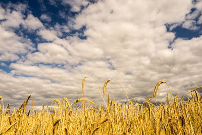 Scenic view of field against cloudy sky