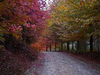 Street amidst trees during autumn