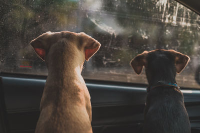 Rear view of dogs looking through car window