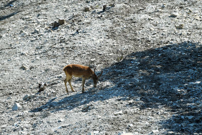 High angle view of animal on field