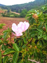 Close-up of pink flowering plant