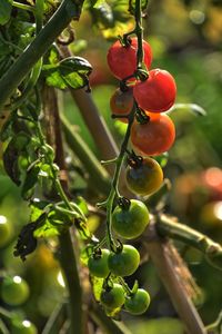 Close-up of berries growing on plant