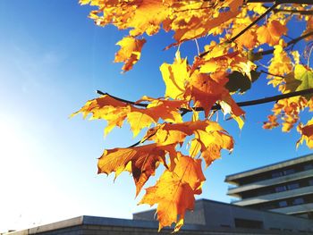 Low angle view of maple tree against sky