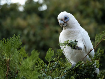 Close-up of bird