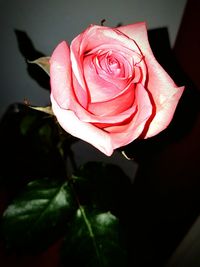 Close-up of pink rose blooming outdoors