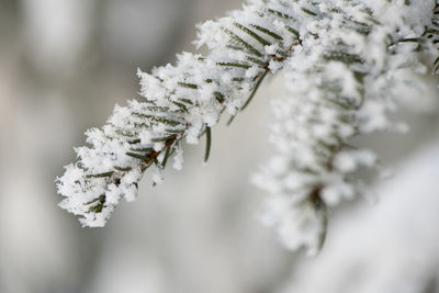 Branch of a spruce tree with frost in winter