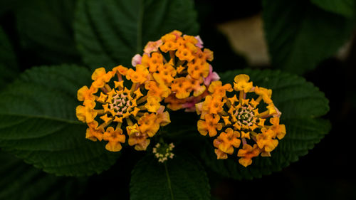 Close-up of yellow flowers blooming in park