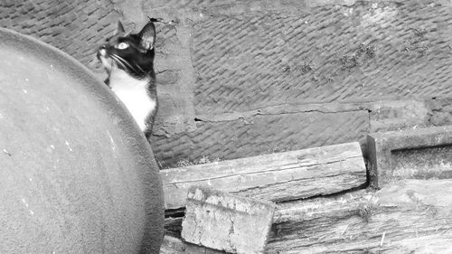 Cat looking away