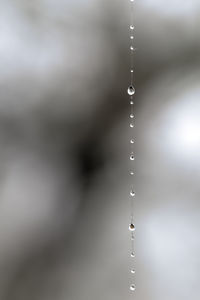 Close-up of water drop