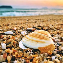 Close-up of shells on beach