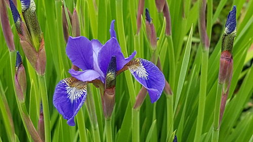 Close-up of purple iris flowers