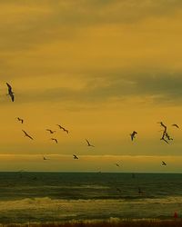 Flock of birds flying against sky during sunset