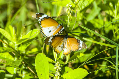 Butterfly pollinating flower