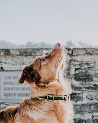 Close-up of dog against sky