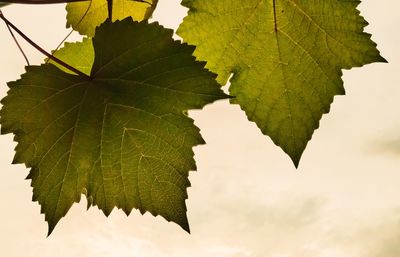 Close-up of maple leaves on tree against sky