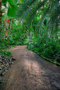 Footpath amidst trees in forest