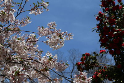 Low angle view of cherry blossom tree