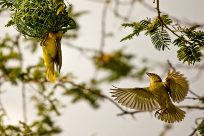 Bird flying in a plant