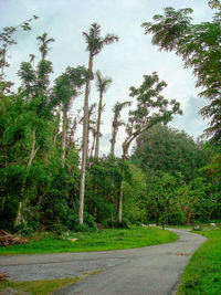 Road amidst trees in forest against sky