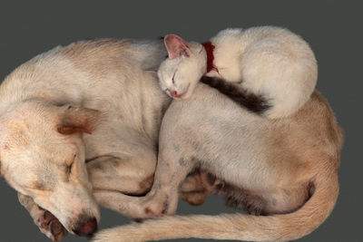 High angle view of cats sleeping