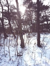 Bare trees against sky