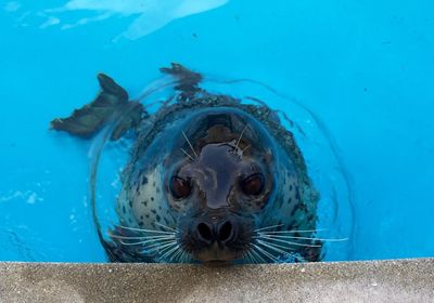 High angle view of harbor seal swimming in pond at zoo