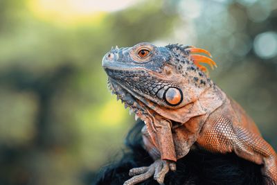 Close-up of iguana