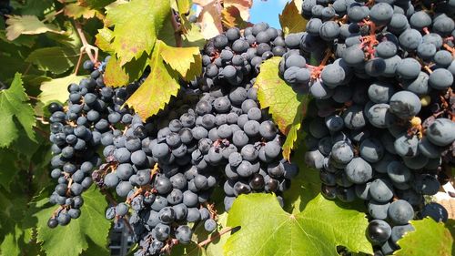 Close-up of grapes growing in vineyard