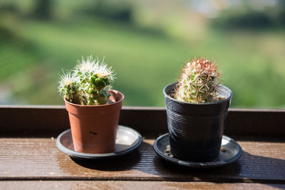 Close-up of potted cactus plant on table