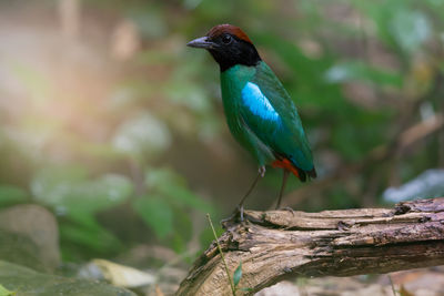 Close-up of bird perching on tree