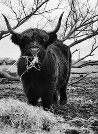 Highland cattle looking at camera and eating a delicious meal 