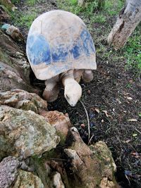 Close-up of turtle on field