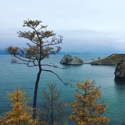 Tree by sea against sky