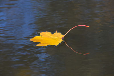 Close-up of fallen yellow autumn leaf floating in lake