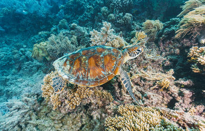 High angle view of turtle swimming in sea