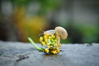 Close-up of flower against blurred background