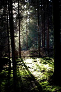 Trees in forest