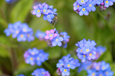 Close-up of purple flowers