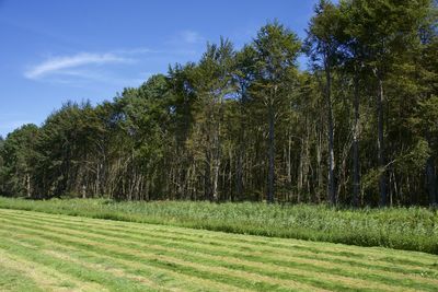 Trees on field against sky