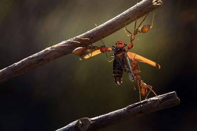 Close-up of ants holding bee on twig