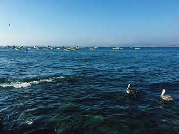 Birds swimming in sea against sky