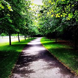 Footpath amidst trees in park