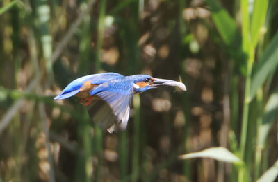 Close-up of a bird flying